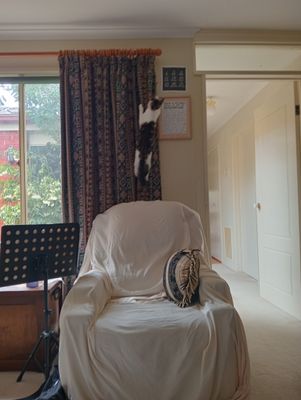 Ravelle on my curtain