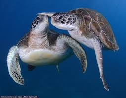turtle.jpeg